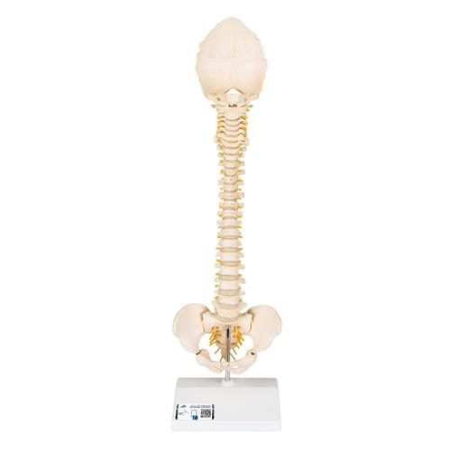 BONElike bērna mugurkaula modelis