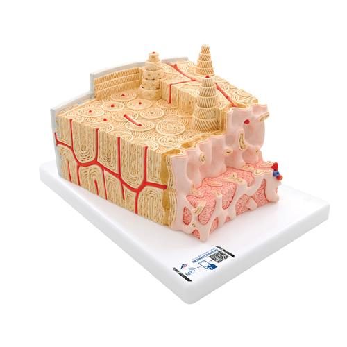 3B MICROanatomy cilvēka kaula uzbūves modelis, palielināts 80×