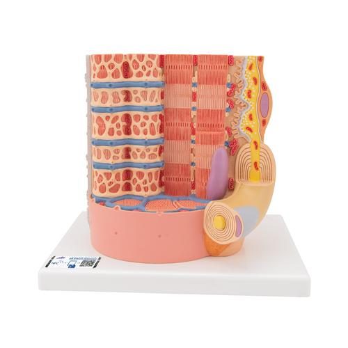 3B MICROanatomy cilvēka muskuļšķiedras modelis, 10 000 reižu palielināts