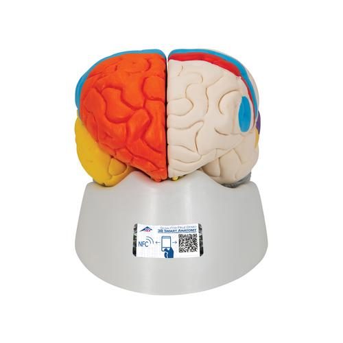 Cilvēka neiroanatomiskais smadzeņu modelis, 8 daļas
