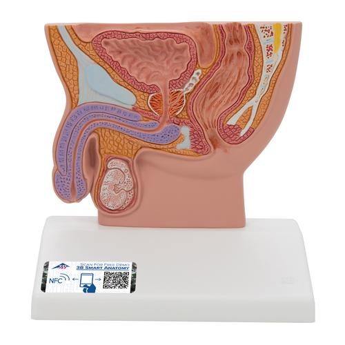 Male Pelvis Model in Median Section, 1/2 Life-Size