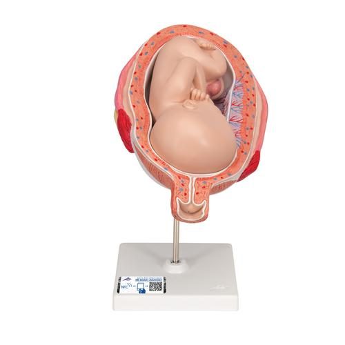 Augļa modelis, 7. mēnesis