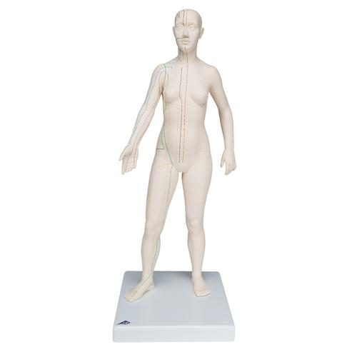Female Acupuncture Model