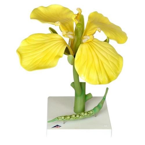 Rapša zieda (Brassica napus ssp. oleifera) modelis