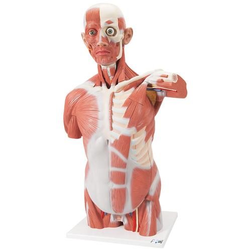 Life-Size Human Muscle Torso Model, 27 Parts
