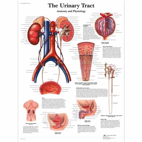 Urīnceļu anatomijas un fizioloģijas uzskates tabula