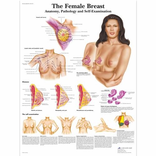 Sievietes krūts anatomijas, patoloģijas un pašizmeklēšanas uzskates tabula