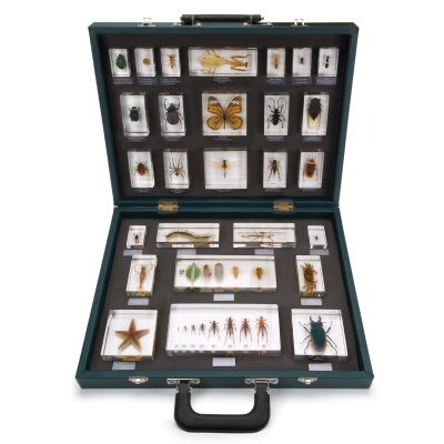 Mācību kolekcija: 27 bezmugurkaulnieki (Invertebrata)