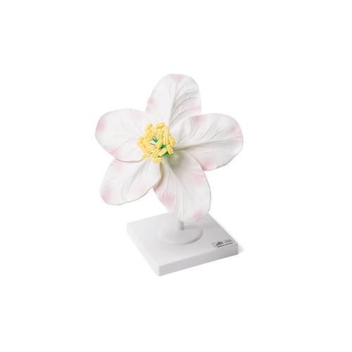 Ābeles zieda (Malus pumila) modelis