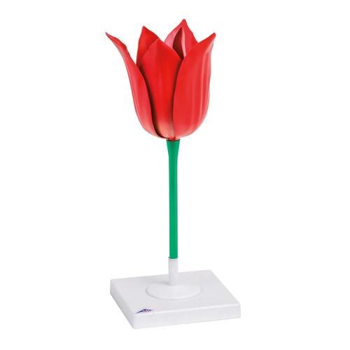 Tulpes zieda (Tulipa gesneriana) modelis
