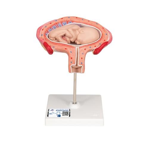 Augļa modelis, 4. mēnesis, vēdera stāvoklis