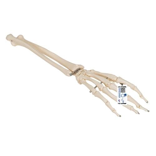 Human Hand Skeleton with Ulna and Radius, Wire-Mounted
