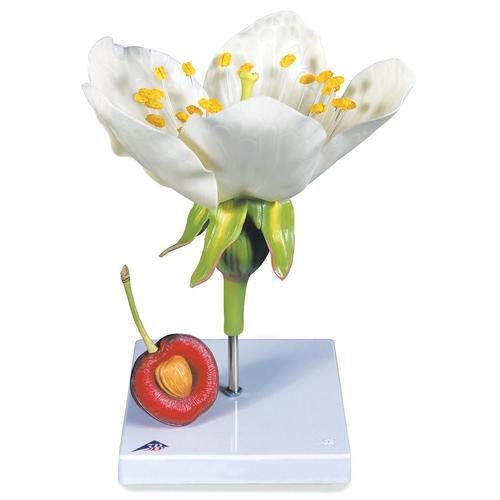 Ķirša zieda ar augli (Prunus avium) modelis