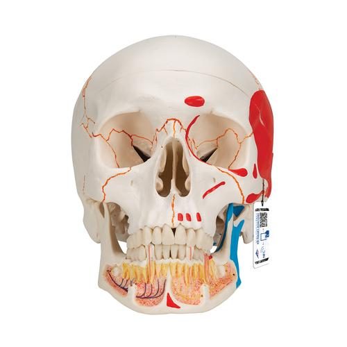 Painted Classic Human Skull Model with Opened Lower Jaw, 3-Part