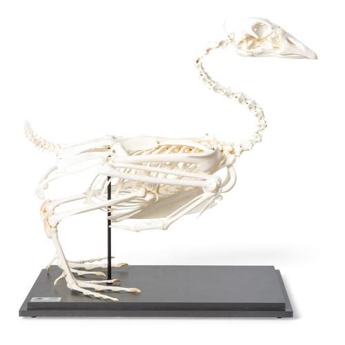 Zoss skelets (Anser anser domesticus), preparāts